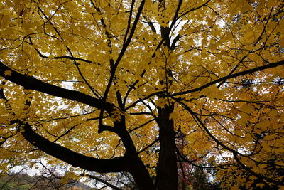 Low angle view of autumnal tree