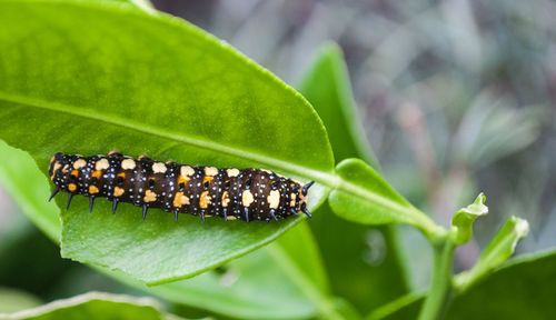 Close-up of butterfly on leaf