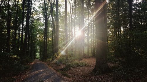 Sunlight streaming through trees in forest