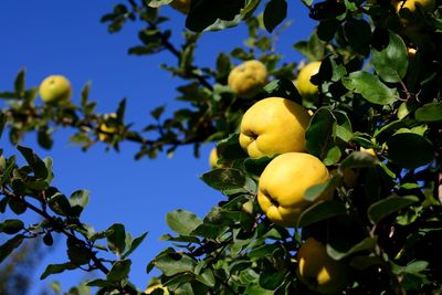 Low angle view of fruits on tree