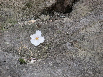 Close-up high angle view of white flower