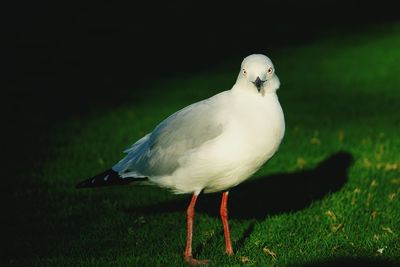 Close-up of bird perching on grass