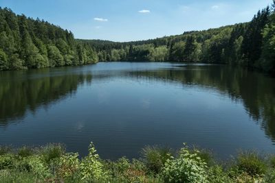 Reflection of trees in lake