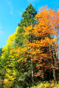 Low angle view of trees in forest during autumn