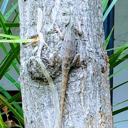 Close-up of lizard on tree trunk