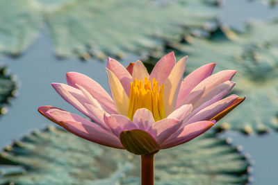 Close-up of lotus water lily in lake