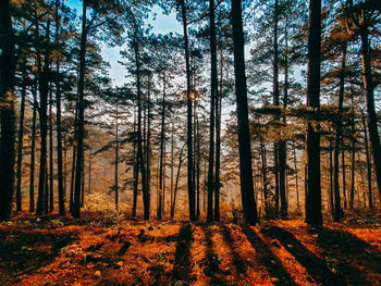 Trees in forest during autumn