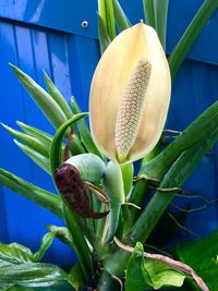 Close-up of cactus growing outdoors