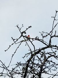 Low angle view of bird perching on tree against sky