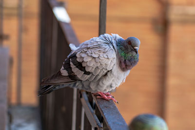 Close-up of parrot perching on wood