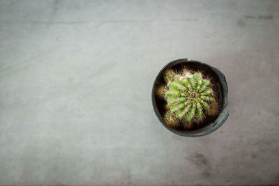 High angle view of potted plant on floor