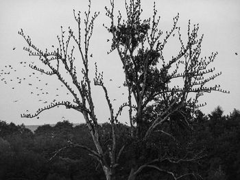 Low angle view of bird flying against sky