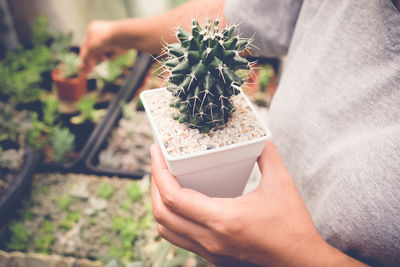 Close-up of hand holding succulent plant