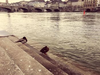 Duck swimming on bridge over water against sky