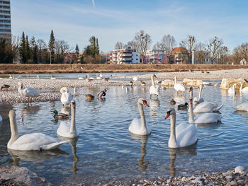 Swans in lake against sky