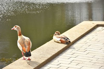 Ducks on a lake