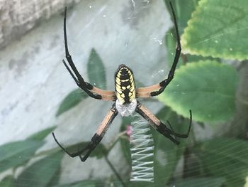 Close-up of spider on web