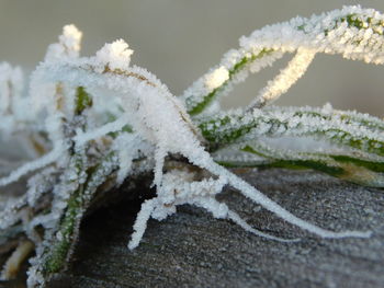 Close-up of frozen plant during winter