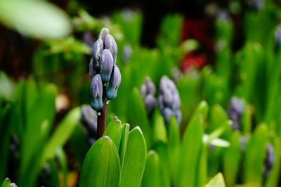 Close-up of purple flowering plant