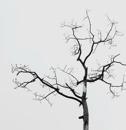 Low angle view of bare tree against clear sky