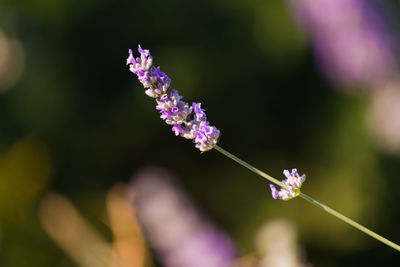 Close-up of purple flowering plant