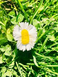 Close-up of white flowering plant