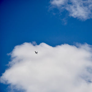 Low angle view of bird flying in sky