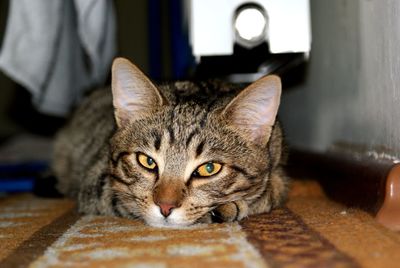 Portrait of cat lying at home