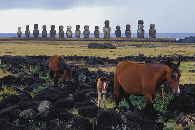 Horses standing on field against sky