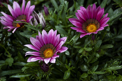 Close-up of pink flowering plants