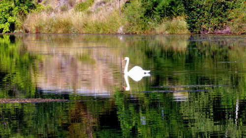 View of duck swimming in lake