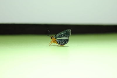 Close-up of butterfly perching on leaf