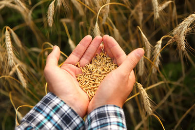 Male hands sprinkle wheat grains. golden seeds in the palms of a person. good harvest in the hands