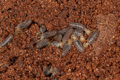 Close-up of insect on sand