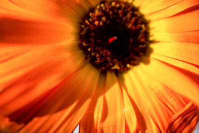 Extreme close-up of orange flower pollen