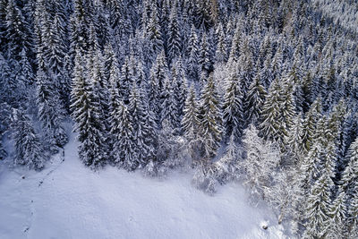 Aerial view of snow covered pine trees in forest during winter