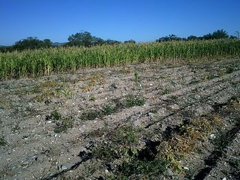 Crops growing on field against clear sky