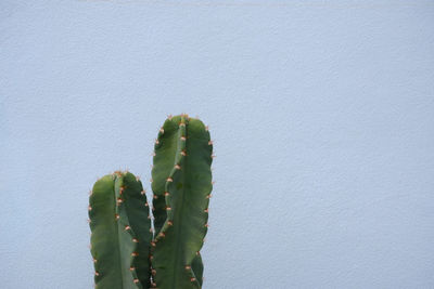 Close-up of cactus plant against wall