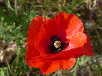 Close-up of red poppy blooming outdoors