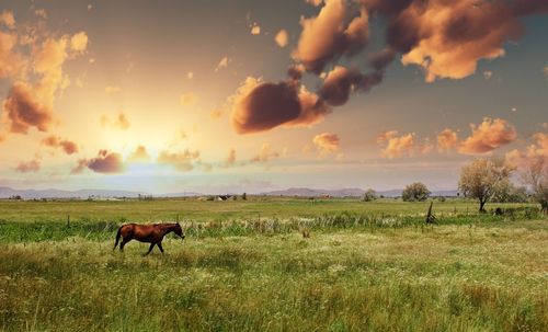 Horse walking on grassy field at sunset