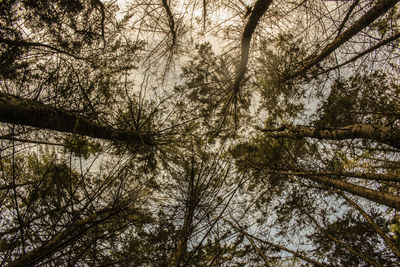 Low angle view of trees in forest against sky