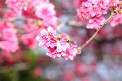 Close-up of pink cherry blossom
