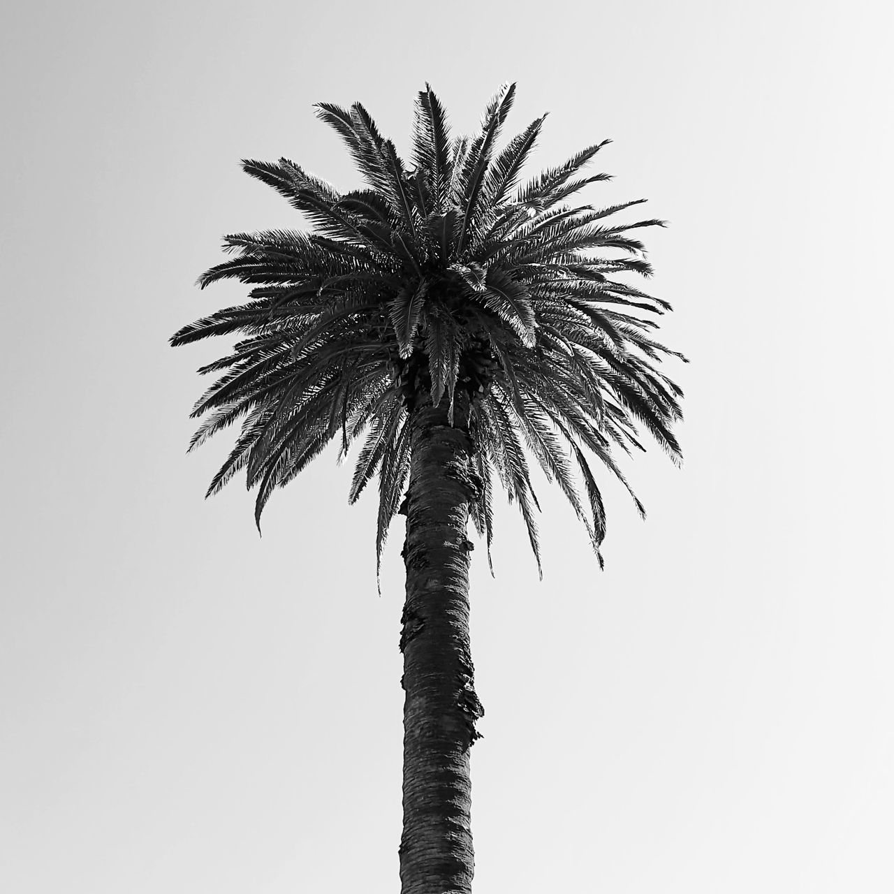 LOW ANGLE VIEW OF PALM TREE AGAINST SKY