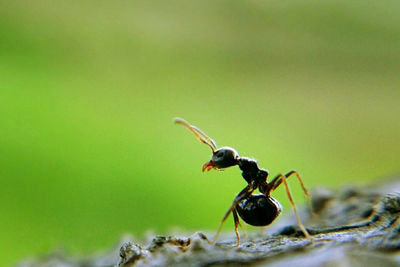 Close-up of insect on leaf