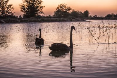 Swan swimming in lake during sunset