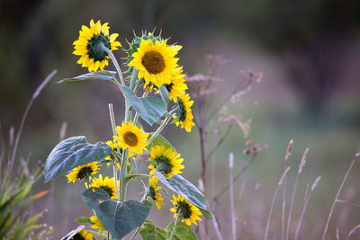 
common sunflowers in bloom seen with other plants in soft focus background