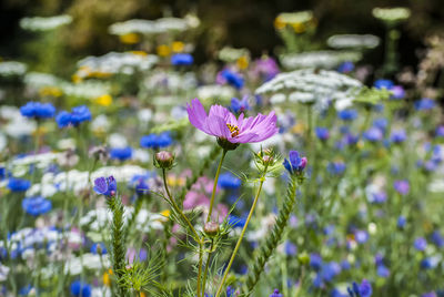 Close-up of purple flowering plant on field