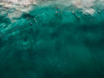 Waiting for the next wave at the famous scarborough beach