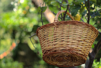 Close-up of wicker basket hanging on tree