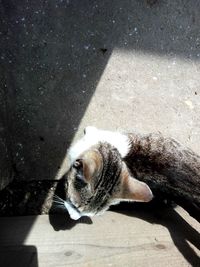 Cat relaxing on floor